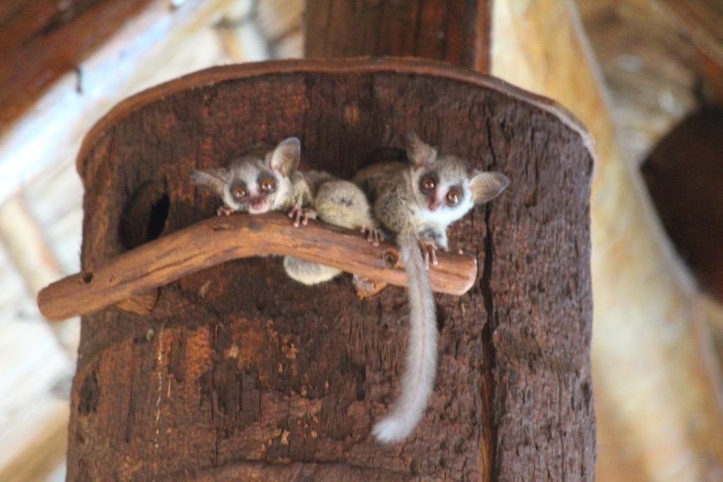 Genet House Holiday Home Marloth Park Esterno foto