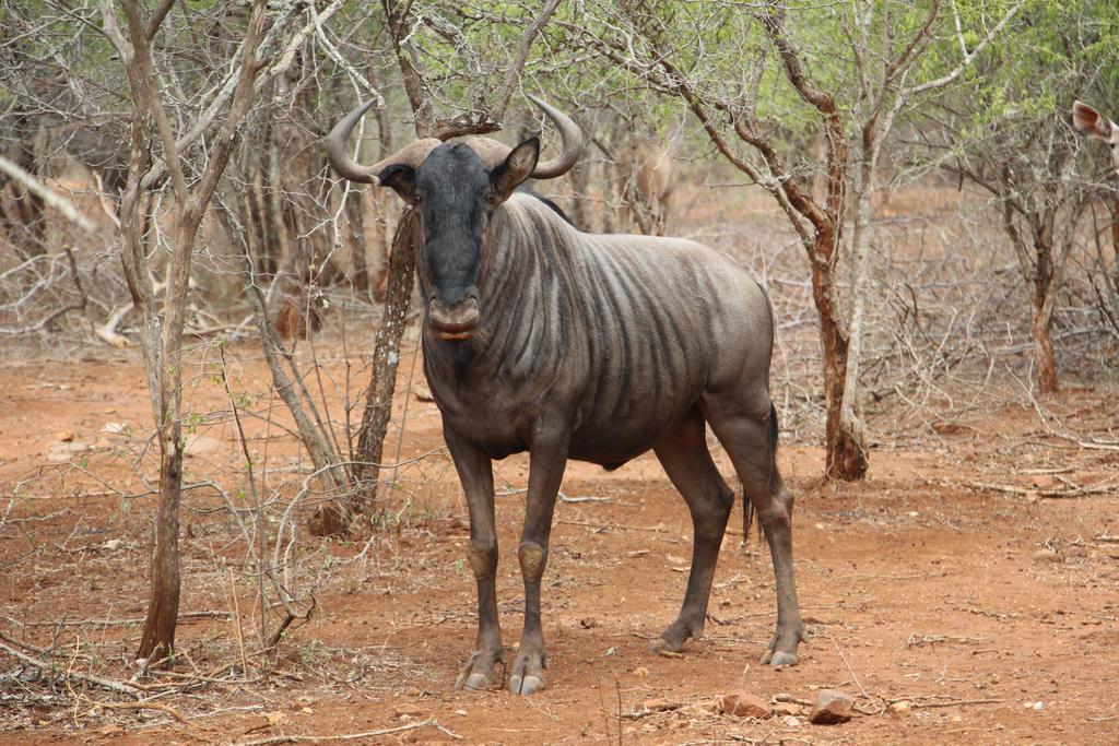 Genet House Holiday Home Marloth Park Esterno foto