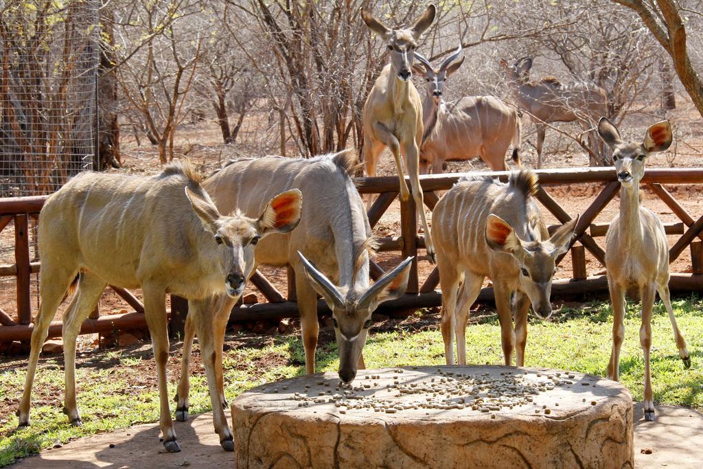 Genet House Holiday Home Marloth Park Esterno foto