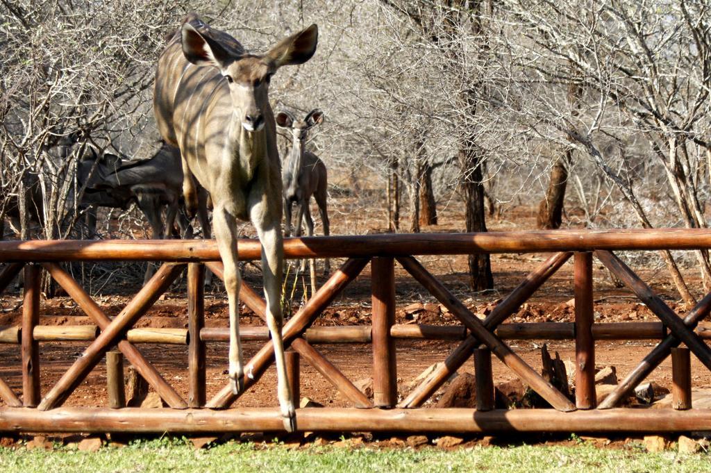 Genet House Holiday Home Marloth Park Esterno foto